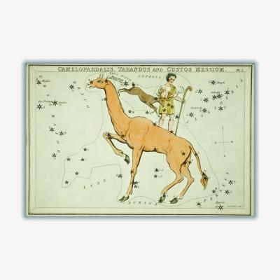 Wolf & Badger Gold Astronomical Chart Illustration Of The Camelopardalis, Tarandus And The Custos Messium A4 210 X 297Mm Stanley Print House
