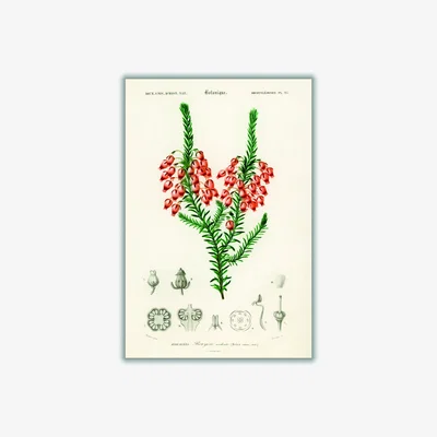 Wolf & Badger Erica Ardens Print Extra Small Stanley Print House