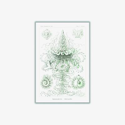Wolf & Badger Grey Siphonophorae-Staatsquallen Ii By Ernst Haeckel Large Stanley Print House