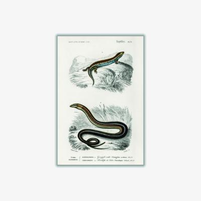 Wolf & Badger Grey Salamander & Snake A1 594 X 841Mm Stanley Print House