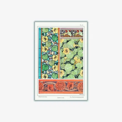 Wolf & Badger Vintage Botanicals Capucine Nasturtium Iii A3 297 X 420Mm Stanley Print House
