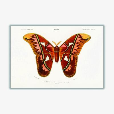 Wolf & Badger Attacus Atlas Moth A2 420 X 594Mm Stanley Print House