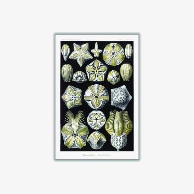 Wolf & Badger Green Blastoïdea-Knospensterne By Ernst Haeckel A1 594 X 841Mm Stanley Print House
