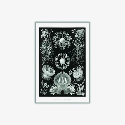 Wolf & Badger Grey Ascomycetes-Schlauchpilze By Ernst Haeckel A2 420 X 594Mm Stanley Print House