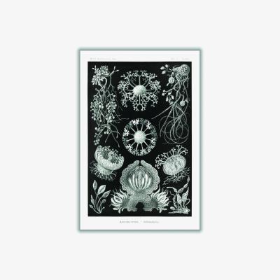 Wolf & Badger Grey Ascomycetes-Schlauchpilze By Ernst Haeckel Large Stanley Print House