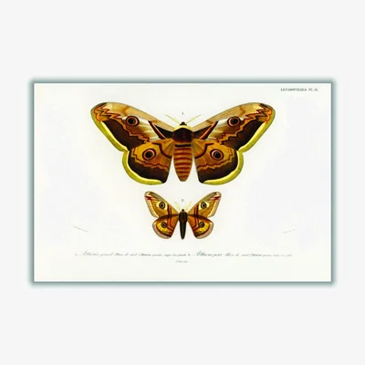 Wolf & Badger Emporor Moths Large Stanley Print House