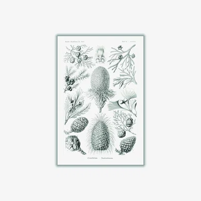 Wolf & Badger Grey Coniferae-Bapfenbäume By Ernst Haeckel Extra Large Stanley Print House