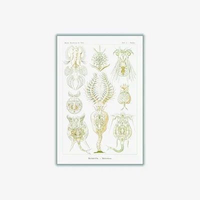 Wolf & Badger Neutrals Rotatoria-Rädertiere By Ernst Haeckel A4 210 X 297Mm Stanley Print House