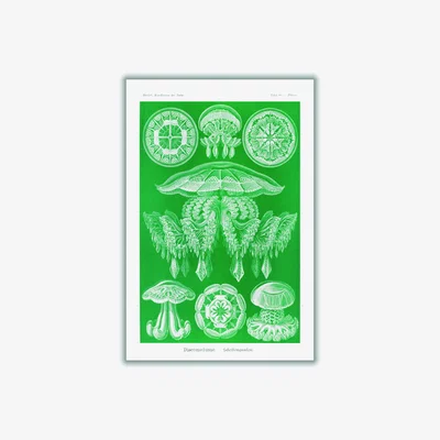 Wolf & Badger Green Discomedusae-Scheibenquallen I By Ernst Haeckel A2 420 X 594Mm Stanley Print House