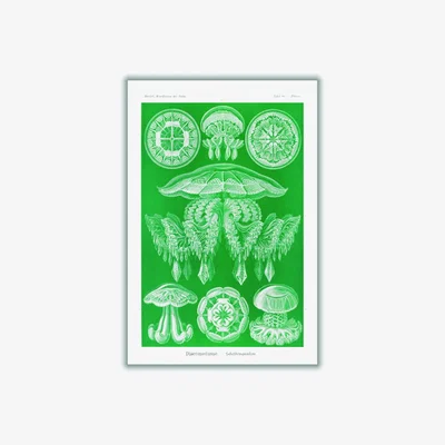 Wolf & Badger Green Discomedusae-Scheibenquallen I By Ernst Haeckel A4 210 X 297Mm Stanley Print House