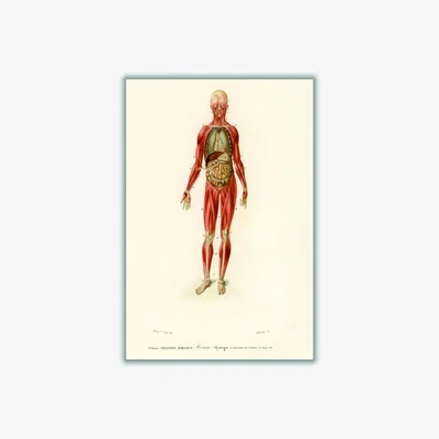 Wolf & Badger Red Human Body A4 210 X 297Mm Stanley Print House