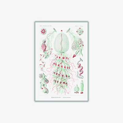 Wolf & Badger Red Siphonophorae-Staatsquallen Iiii By Ernst Haeckel A1 594 X 841Mm Stanley Print House