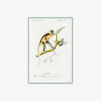 Wolf & Badger Brown Cercopithecus Griseus Print A4 210 X 297Mm Stanley Print House