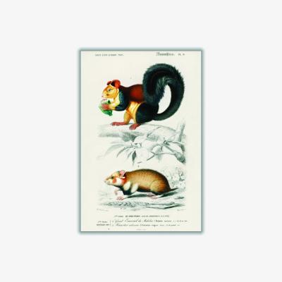 Wolf & Badger Squirrel And Hamster Medium Stanley Print House