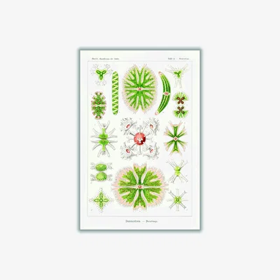 Wolf & Badger Green Desmidiea-Bierdinge By Ernst Haeckel A4 210 X 297Mm Stanley Print House