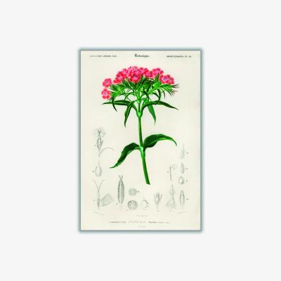 Wolf & Badger Sweet William A3 297 X 420Mm Stanley Print House