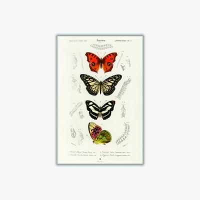 Wolf & Badger Collection Of Butterflies Print Large Stanley Print House