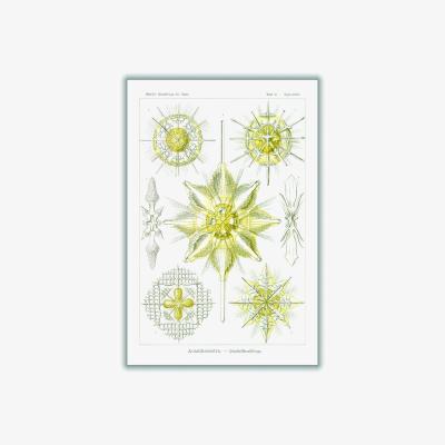 Wolf & Badger Yellow / Orange Acanthometra-Stachelstrahlinge By Ernst Haeckel A4 210 X 297Mm Stanley Print House