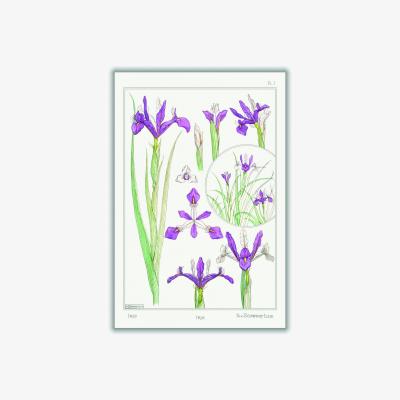 Wolf & Badger Iris Print By Maurice Pillard Verneuil A4 210 X 297Mm Stanley Print House