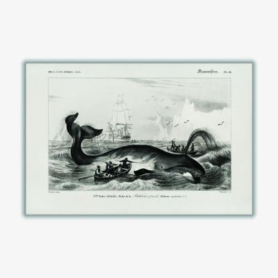 Wolf & Badger Black Bowhead Whale Xxs Stanley Print House
