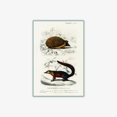 Wolf & Badger Brown European Hedgehog And Common Treeshrew Print A2 420 X 594Mm Stanley Print House