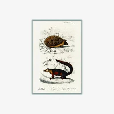 Wolf & Badger Brown European Hedgehog And Common Treeshrew Print A2 420 X 594Mm Stanley Print House
