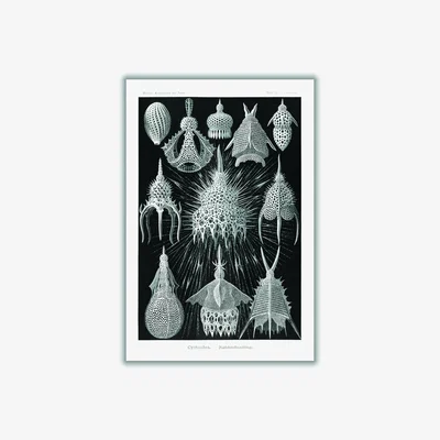 Wolf & Badger Grey Crytoidea-Flaschenstrahlinge By Ernst Haeckel A2 420 X 594Mm Stanley Print House