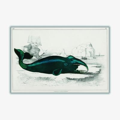 Wolf & Badger Blue Whale Illustration Medium Stanley Print House