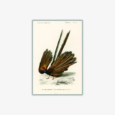 Wolf & Badger Brown Great Argus Print A2 420 X 594Mm Stanley Print House