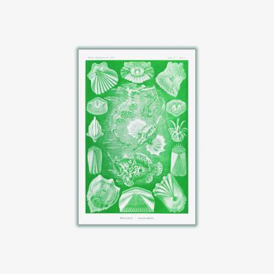 Wolf & Badger Green Teleostei-Knochenfische By Ernst Haeckel A1 594 X 841Mm Stanley Print House