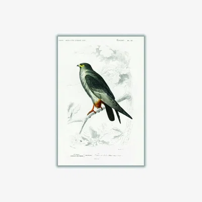 Wolf & Badger Grey Red-Footed Falcon Large Stanley Print House