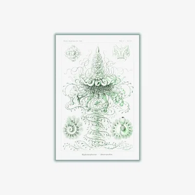 Wolf & Badger Grey Siphonophorae-Staatsquallen Ii By Ernst Haeckel A1 594 X 841Mm Stanley Print House