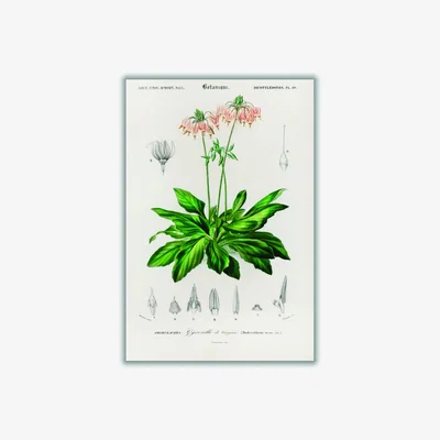 Wolf & Badger Green Dodecatheon Meadia A4 210 X 297Mm Stanley Print House