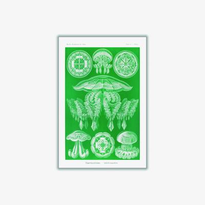 Wolf & Badger Green Discomedusae-Scheibenquallen I By Ernst Haeckel A3 297 X 420Mm Stanley Print House
