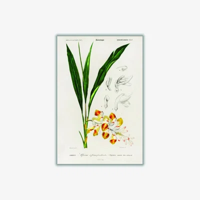 Wolf & Badger Green Dwarf Cardamom Print Small Stanley Print House