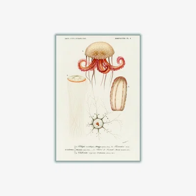 Wolf & Badger Yellow / Orange Natural History - Different Types Of Marine Life 2 A4 210 X 297Mm Stanley Print House