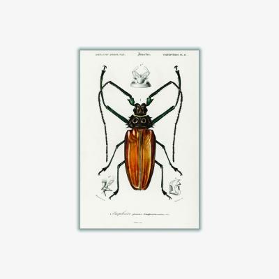 Wolf & Badger Brown Enoplocerus Armillatus Large Stanley Print House