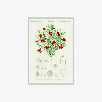 Wolf & Badger Green Red Leschenaultia A1 594 X 841Mm Stanley Print House