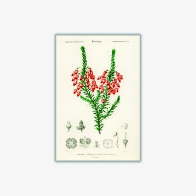 Wolf & Badger Erica Ardens Print A3 297 X 420Mm Stanley Print House