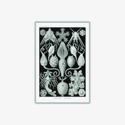 Wolf & Badger Grey Amphoridea-Urnensterne By Ernst Haeckel A4 210 X 297Mm Stanley Print House