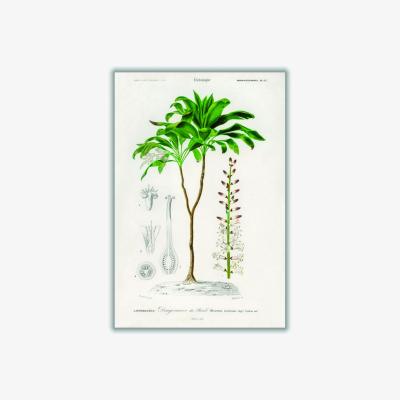 Wolf & Badger Green Dracaena Brasiliensis Print Extra Small Stanley Print House