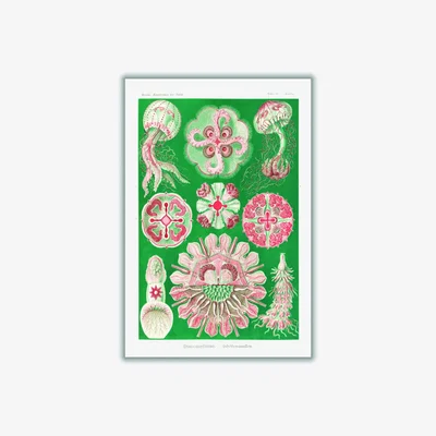 Wolf & Badger Pink / Purple Discomedusae-Scheibenquallen Iiii By Ernst Haeckel A2 420 X 594Mm Stanley Print House