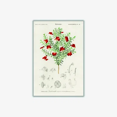 Wolf & Badger Green Red Leschenaultia A2 420 X 594Mm Stanley Print House