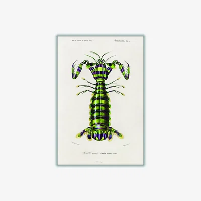 Wolf & Badger Green Giant Mantis Shrimp Print Extra Large Stanley Print House