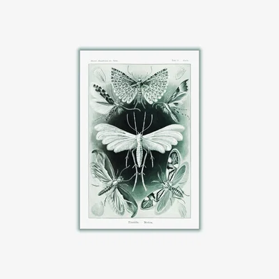 Wolf & Badger Grey Tineida-Motten By Ernst Haeckel A1 594 X 841Mm Stanley Print House