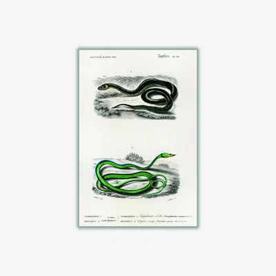 Wolf & Badger Natural History - Different Types Of Snakes 5 Small Stanley Print House