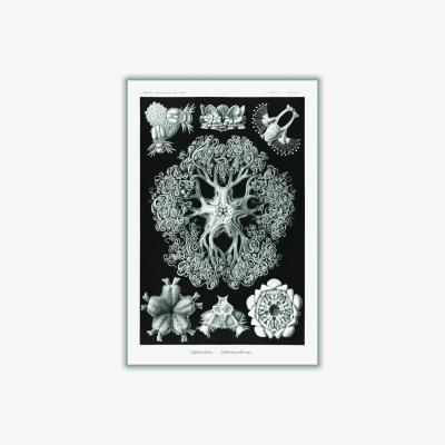 Wolf & Badger Grey Ophiodea-Schlangensterne I By Ernst Haeckel Medium Stanley Print House