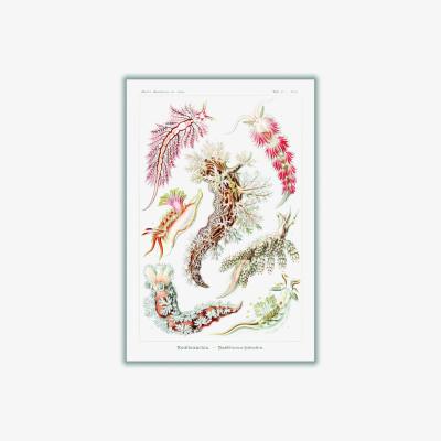 Wolf & Badger Nudibranchia-Nacktkiemen Schnecken By Ernst Haeckel Medium Stanley Print House