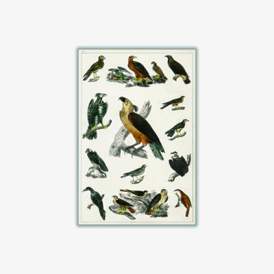 Wolf & Badger Brown Collection Of Birds Vi Print A2 420 X 594Mm Stanley Print House