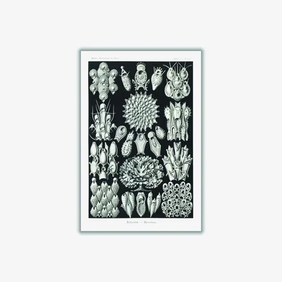 Wolf & Badger Grey Bryozoa-Woostiere By Ernst Haeckel Xxs Stanley Print House